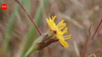 Plant Diversity Jumps On Rewilded Farm: species on ex-arable plots leap fourfold; survey shows rapid gains