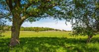 'One of the county’s richest ancient woodlands' could soon double in size