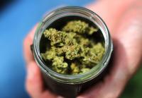 Mass. cannabis sector hits sales milestone ahead of repeal vote