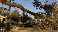 Fallen tree still partially blocks Maryland street a week after major storms A fallen tree partially blocking a street in Prince George's County is a thorn in the community's side a week later.