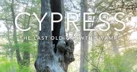 Mac Stone "Cypress" Exhibit Coming to Corkscrew Swamp Sanctuary