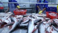 Pakistan’s seafood exports surge 38% to $568 million in two years
