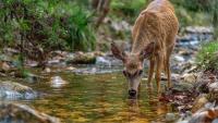 Extreme weather puts Sri Lanka’s unique wildlife and ecosystems at risk