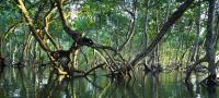 Mangroves are making a comeback. Here’s what’s working