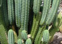 Huachuma, the Andean psychedelic cactus, is attracting new interest and raising ethical questions