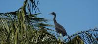 What one bird is telling us about the health of the Okavango Delta
