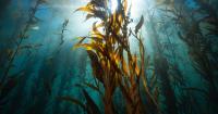 Kelp Forest Losses Dwarf Restoration Gains as Climate Threat Grows