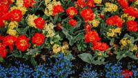 September gardening tasks to do now for a colourful and vibrant spring