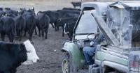 Federal beef import decision cuts profits for local farmers