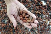 Papua, British Embassy partner on sustainable cocoa development