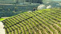 Farmer cultivates 100,000 wild thyme seedlings