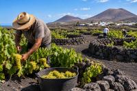 Lanzarote wine harvest bounces back with more than 3 million kilos of grapes