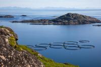 Norwegian salmon and trout sales to Southeast Asia rise 10%