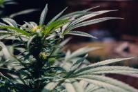 Not Just Yet…Federal hemp ban will be delayed until the end of the year 