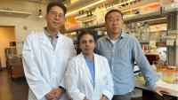 UTHealth Houston Team Reverses Nerve Pain in Diabetic Mice