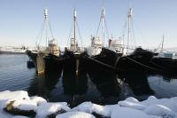 Iceland to propose whaling ban, leaving Norway and Japan isolated