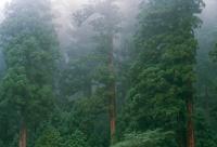 Japan wants to plant no-pollen trees to solve its hay fever crisis