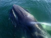 Iceland moves to permanently ban commercial whaling