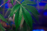 US Issues Marijuana Travel Warning: What Cannabis Users Need To Know Before Flying