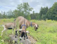 Retired goats find new employment as therapy animals