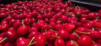 South African cherry exports gain access to China