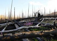 Large, fast-burning wildfires making it hard for Colorado forests to recover