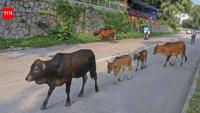 Cattle were left behind in Hong Kong centuries ago; a 2026 genome study found their DNA holds a record of how livestock adapted to island life