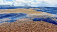 Sargassum Superbloom: Seaweed Scourge or Ecological Boon?