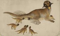 120-million-year-old dinosaur fossil found 473 meters underground in Inner Mongolia drilling core