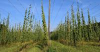 Could climate change threaten the quality of Czech beer? Researchers working on drought-resistant hops
