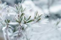 Your Garden Won’t Like This: First Frost Is Coming in New York