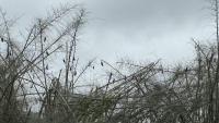 Bamboo mass flowering and die-off can trigger ecological crisis and wildlife conflict, study warns