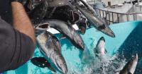 A report finds the Monterey Bay commercial fishing industry squeezed by a slew of pressures.