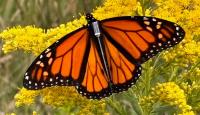 Wisconsin using new tracking technology to better understand monarch butterfly migration 