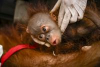Indonesia rescues six orangutans from fires in a week