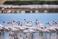 Annual bird count reveals surge in Walvis numbers