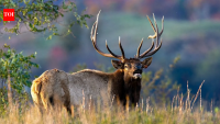 West Virginia's restored elk herd is finally roaming farther; here's how a conservation comeback is changing the landscape