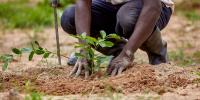 Tanzania is planting millions of trees, but are we planting the right ones?