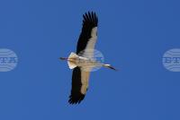 Twenty-Five White Storks Released after Rehabilitation at Wildlife Rescue Centre in Stara Zagora