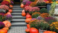 What To Do With Chrysanthemums in September for a Fabulous Fall Display