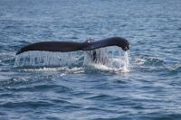 Iceland to ban whaling
