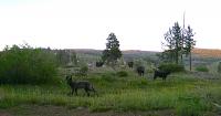 The human and economic costs of wolf restoration for U.S. livestock producers