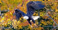 US states sue over changes to wildlife protections