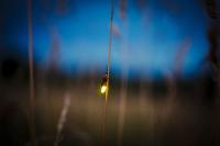 Beach days, fireflies, and the summer days Americans once knew are getting harder to find