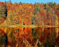 Minnesota Releases Fall Color Finder Map to Track Changing Leaves