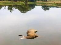 MDC asks public to report hemorrhagic disease in deer