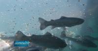 “Farming the ocean”: UNH-led aquaculture project aims to boost domestic seafood production