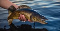 Climate change forcing Wisconsin fish fries to find new catch