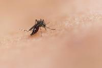 Delaware County Investigates Three Probable West Nile Virus Cases