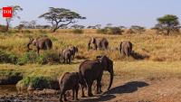 African elephants are raiding small farms in Tanzania; recent studies found when and why most crop attacks happen